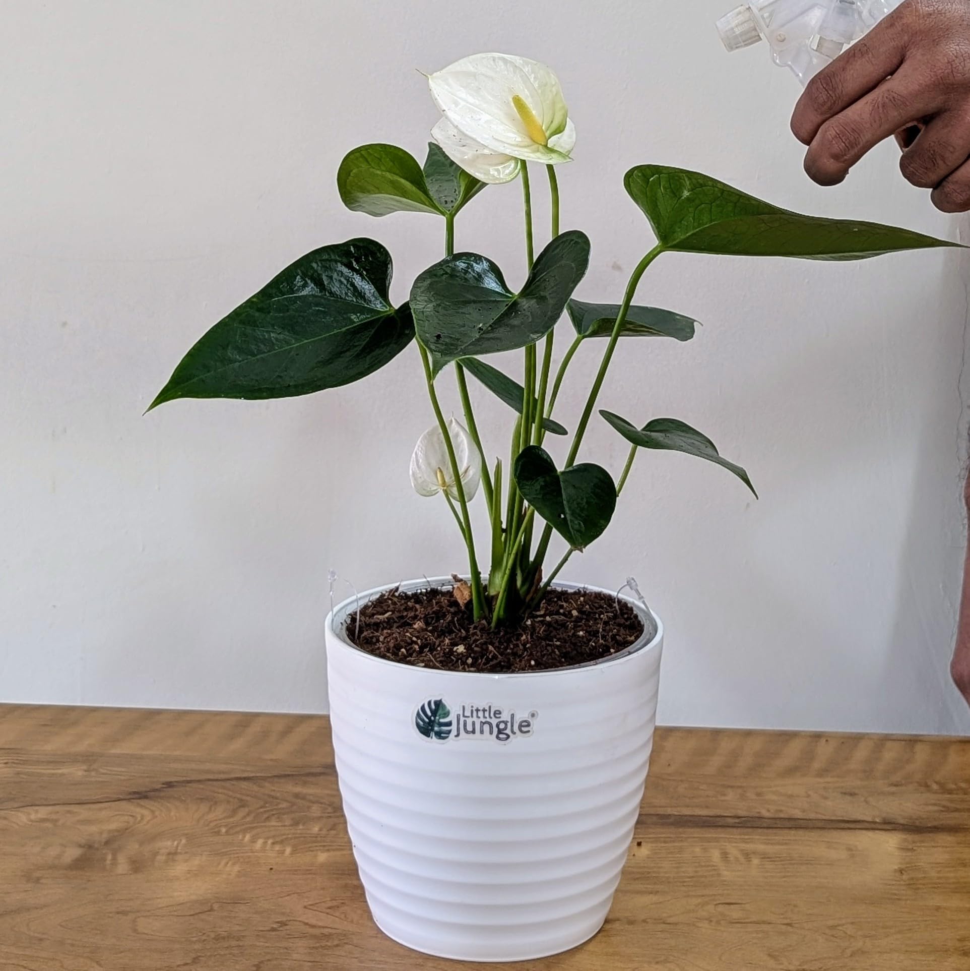 little jungle anthurium white: Buy Online at Best Price in Egypt
